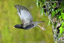Attēlu rezultāti vaicājumam “Sturnus vulgaris nest”