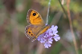 Attēlu rezultāti vaicājumam “Lasiommata maera”