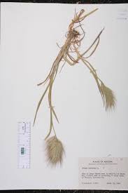 Attēlu rezultāti vaicājumam “Anisantha tectorum”