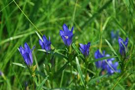 Attēlu rezultāti vaicājumam “Gentiana pneumonanthe flower”