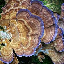 Attēlu rezultāti vaicājumam “Brefeldia maxima spores”