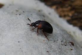 Attēlu rezultāti vaicājumam “Anisotoma humeralis”