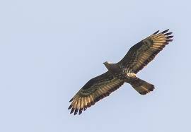 Attēlu rezultāti vaicājumam “Pernis apivorus adult”