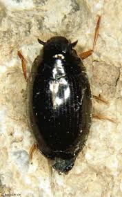 Attēlu rezultāti vaicājumam “Gyrinidae”