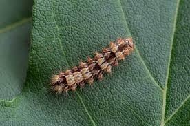 Attēlu rezultāti vaicājumam “Nola confusalis”