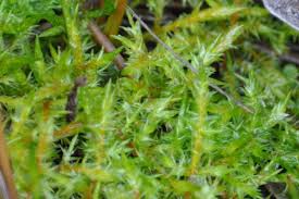 Attēlu rezultāti vaicājumam “Calliergonella cuspidata”