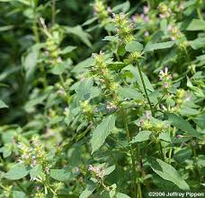Attēlu rezultāti vaicājumam “Galeopsis bifida”
