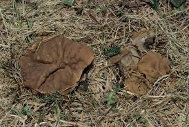 Attēlu rezultāti vaicājumam “Discina perlata”