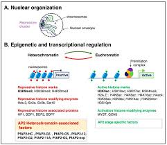 Attēlu rezultāti vaicājumam “undetermined plasmodium”
