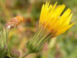 Attēlu rezultāti vaicājumam “Sonchus asper flower”