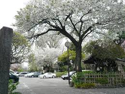 「桃井桜」の画像検索結果