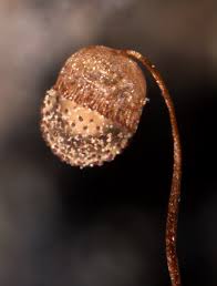 Attēlu rezultāti vaicājumam “Cribraria languescens macro”