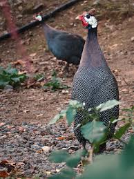 Attēlu rezultāti vaicājumam “Numida meleagris”