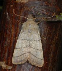 Attēlu rezultāti vaicājumam “Charanyca trigrammica”