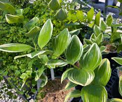 Attēlu rezultāti vaicājumam “Polygonatum odoratum leaf”