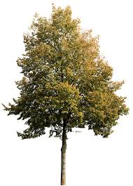 Attēlu rezultāti vaicājumam “Tilia”