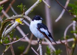 Attēlu rezultāti vaicājumam “Ficedula hypoleuca”