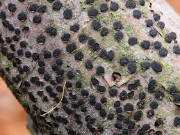 Attēlu rezultāti vaicājumam “Diatrype disciformis”