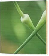 Attēlu rezultāti vaicājumam “Allium sativum bud”