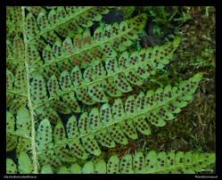 Attēlu rezultāti vaicājumam “Polystichum braunii”