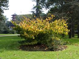 Attēlu rezultāti vaicājumam “Hamamelis”