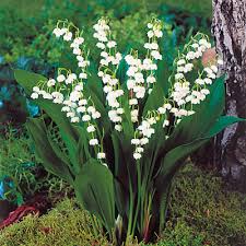 Attēlu rezultāti vaicājumam “Convallaria majalis flower”