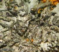 Attēlu rezultāti vaicājumam “Arthonia leucopellaea”