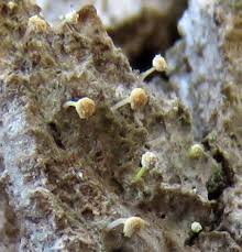 Attēlu rezultāti vaicājumam “Sclerophora pallida”