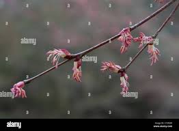 Attēlu rezultāti vaicājumam “Cercidiphyllum japonicum flower”