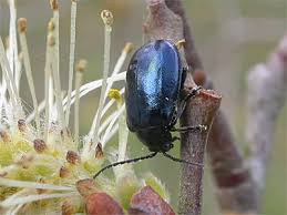 Attēlu rezultāti vaicājumam “Agelastica alni”