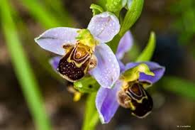 Attēlu rezultāti vaicājumam “Ophrys insectifera leaf”