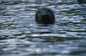 Image result for Pusa hispida