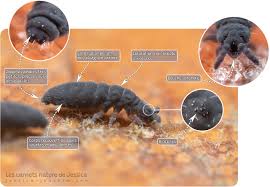 Attēlu rezultāti vaicājumam “Hypogastrura sp.”