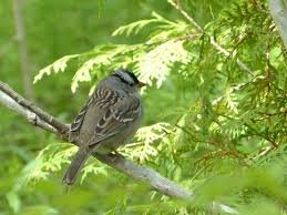 Image result for Zonotrichia leucophrys