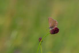 Attēlu rezultāti vaicājumam “Maculinea teleius”