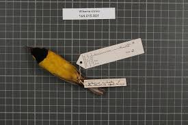 Image result for Wilsonia citrina