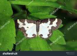 Attēlu rezultāti vaicājumam “Lomaspilis marginata”