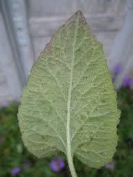 Attēlu rezultāti vaicājumam “Campanula rapunculoides leaf”
