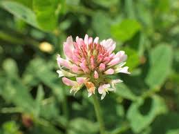 Attēlu rezultāti vaicājumam “Trifolium fragiferum”