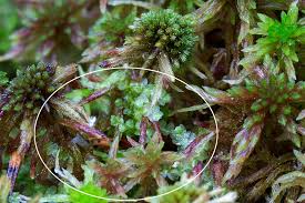 Attēlu rezultāti vaicājumam “Calypogeia neesiana”