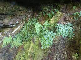 Attēlu rezultāti vaicājumam “Isothecium myosuroides”