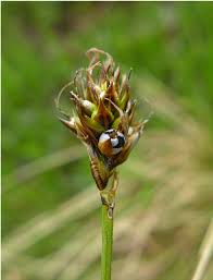 Attēlu rezultāti vaicājumam “Carex chordorrhiza fruit”