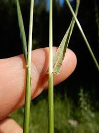Attēlu rezultāti vaicājumam “Festuca pratensis”