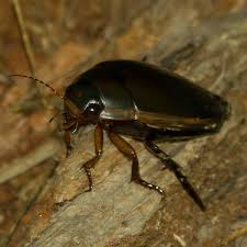 Attēlu rezultāti vaicājumam “Dytiscus sp.”