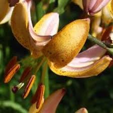 Image result for Lilium martagon `Chameleon`