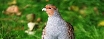 Attēlu rezultāti vaicājumam “Perdix perdix adult”