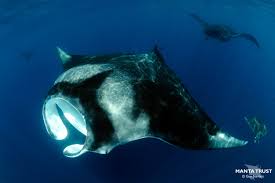 Image result for Mobula birostris