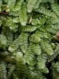 Attēlu rezultāti vaicājumam “Calypogeia”