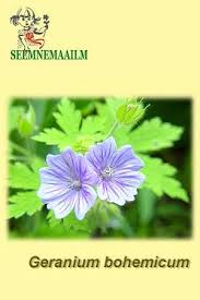 Attēlu rezultāti vaicājumam “Geranium bohemicum leaf”