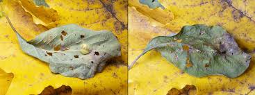 Attēlu rezultāti vaicājumam “Euura pedunculi”